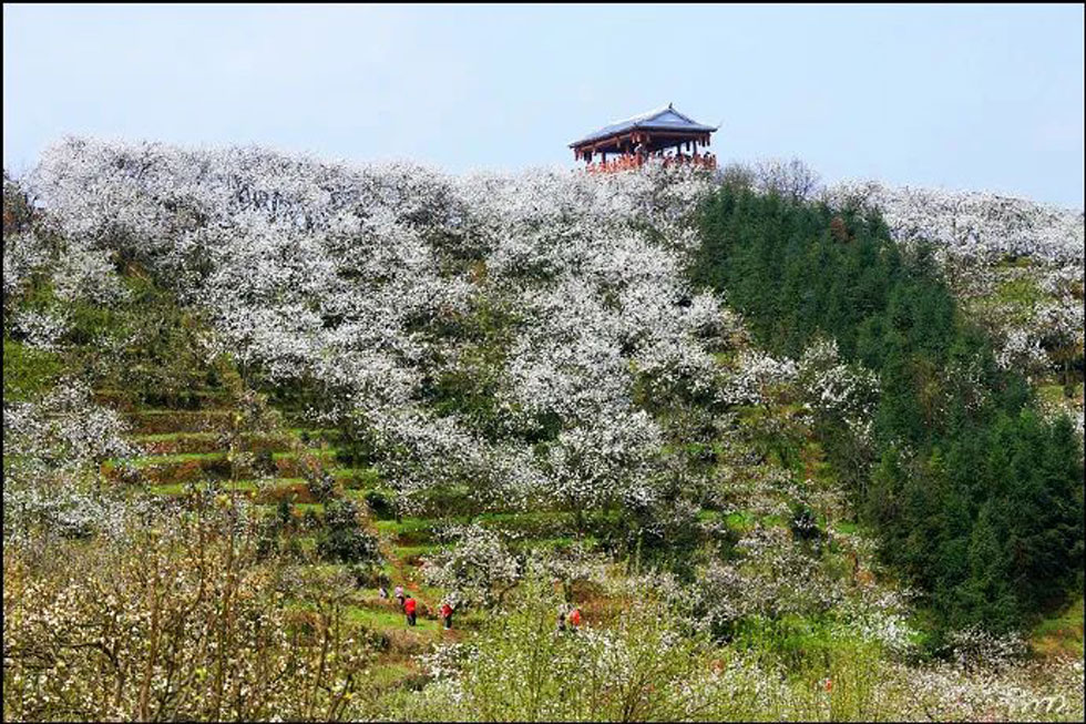【春天，广西桂林灌阳县向您发出邀请！】我们在灌阳看梨花 - 游山玩水 - 巴音郭楞生活社区 - 巴音郭楞28生活网 bygl.28life.net