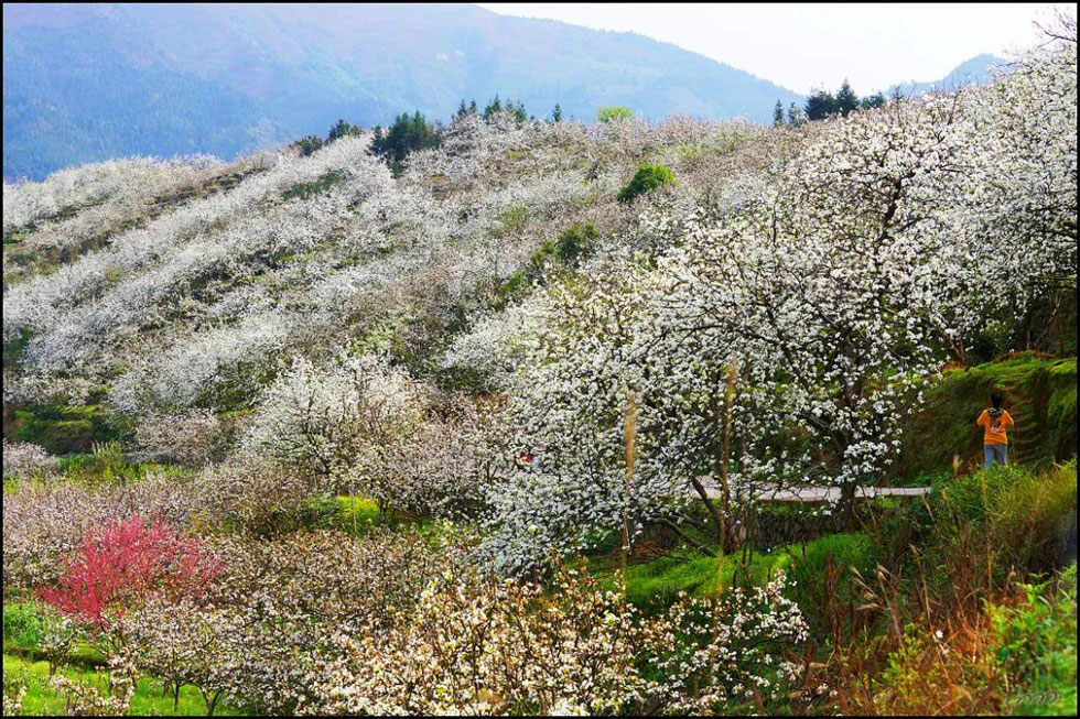 【春天，广西桂林灌阳县向您发出邀请！】我们在灌阳看梨花 - 游山玩水 - 巴音郭楞生活社区 - 巴音郭楞28生活网 bygl.28life.net