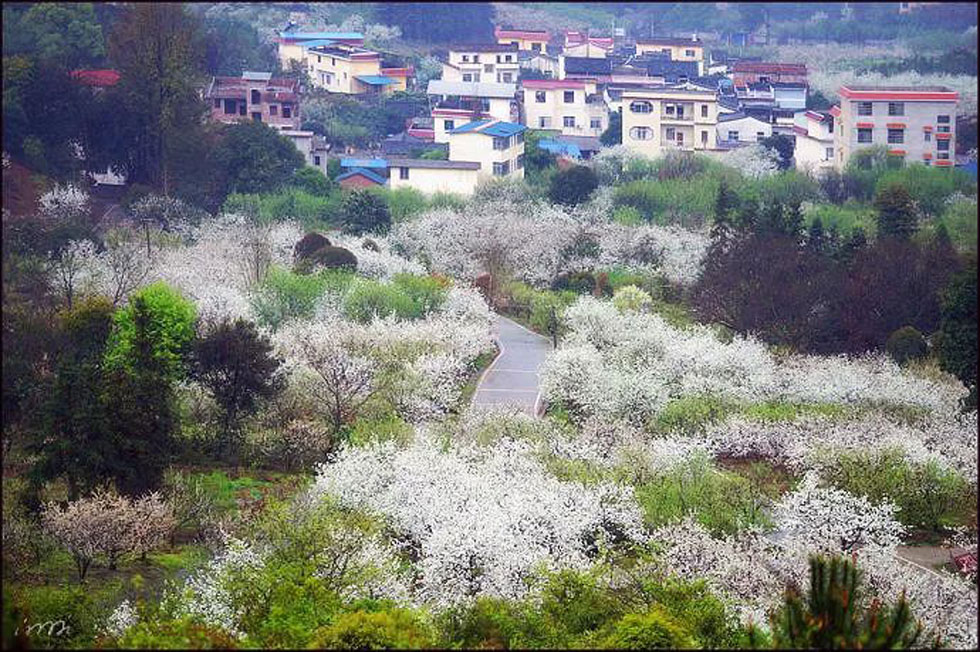 【春天，广西桂林灌阳县向您发出邀请！】我们在灌阳看梨花 - 游山玩水 - 巴音郭楞生活社区 - 巴音郭楞28生活网 bygl.28life.net