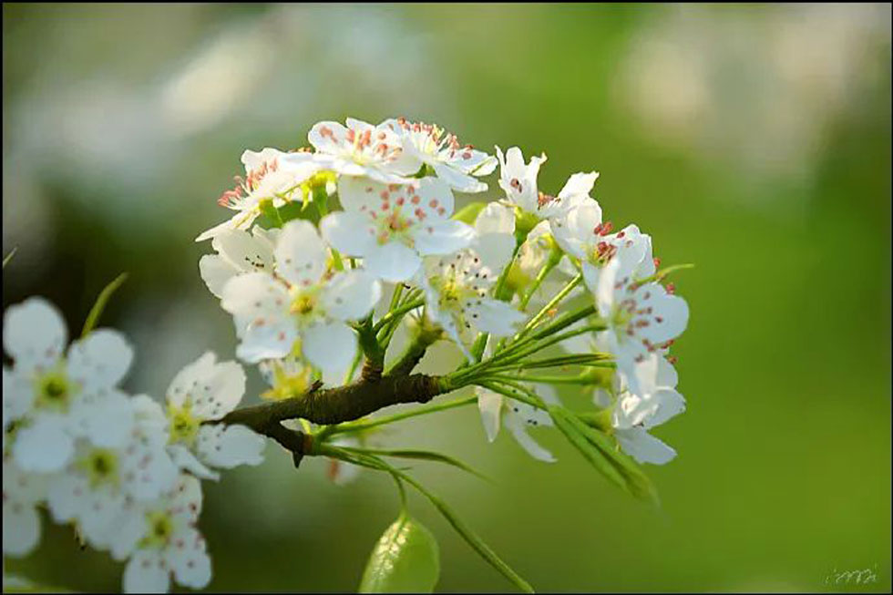 【春天，广西桂林灌阳县向您发出邀请！】我们在灌阳看梨花 - 游山玩水 - 巴音郭楞生活社区 - 巴音郭楞28生活网 bygl.28life.net