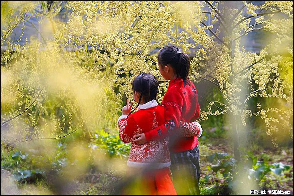 【春天，广西桂林灌阳县向您发出邀请！】米珠山前有片山苍子花在飘香 - 游山玩水 - 巴音郭楞生活社区 - 巴音郭楞28生活网 bygl.28life.net