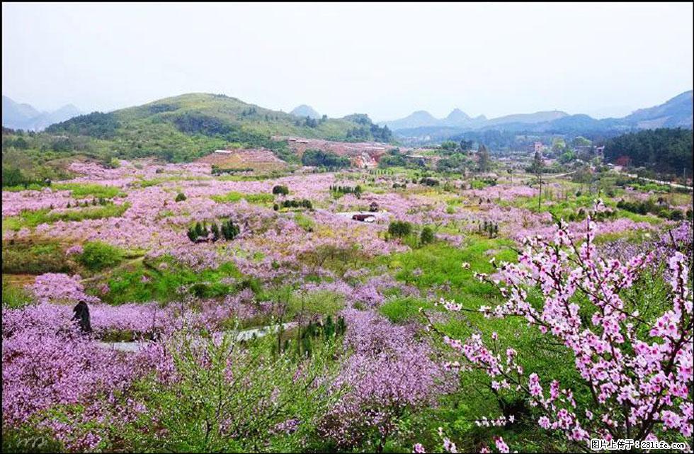 【春天，广西桂林灌阳县向您发出邀请！】官庄村有个醉美的桃花园 - 游山玩水 - 巴音郭楞生活社区 - 巴音郭楞28生活网 bygl.28life.net