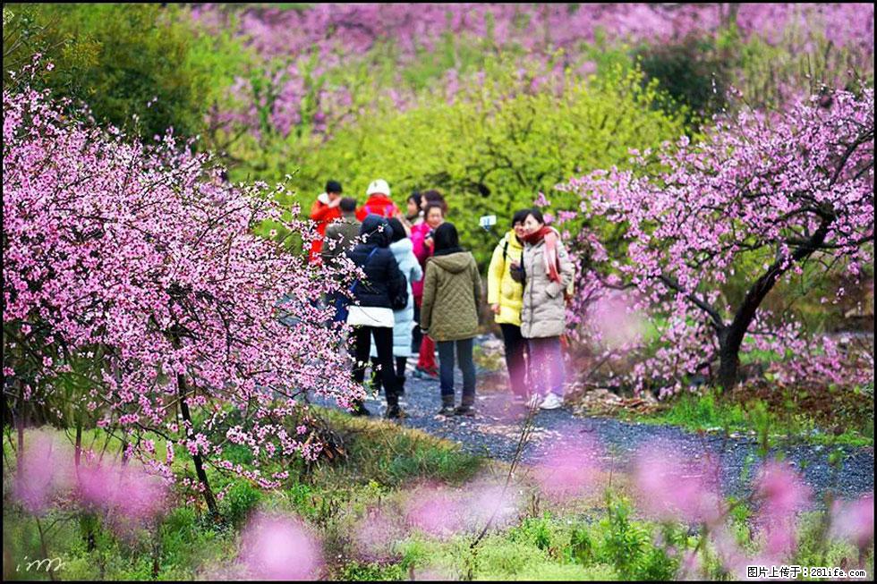 【春天，广西桂林灌阳县向您发出邀请！】官庄村有个醉美的桃花园 - 游山玩水 - 巴音郭楞生活社区 - 巴音郭楞28生活网 bygl.28life.net
