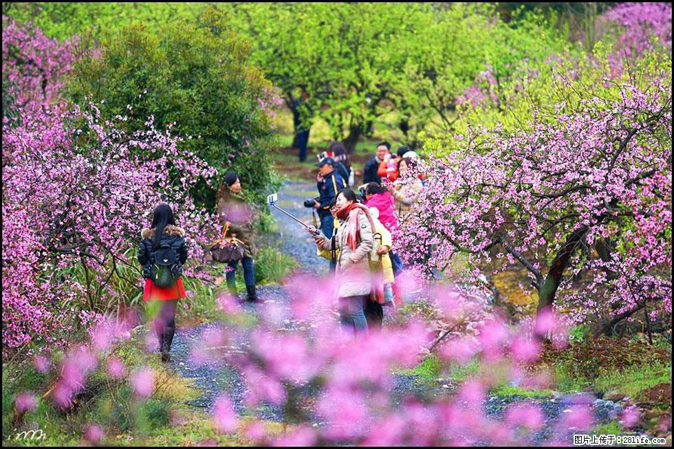 【春天，广西桂林灌阳县向您发出邀请！】官庄村有个醉美的桃花园 - 游山玩水 - 巴音郭楞生活社区 - 巴音郭楞28生活网 bygl.28life.net