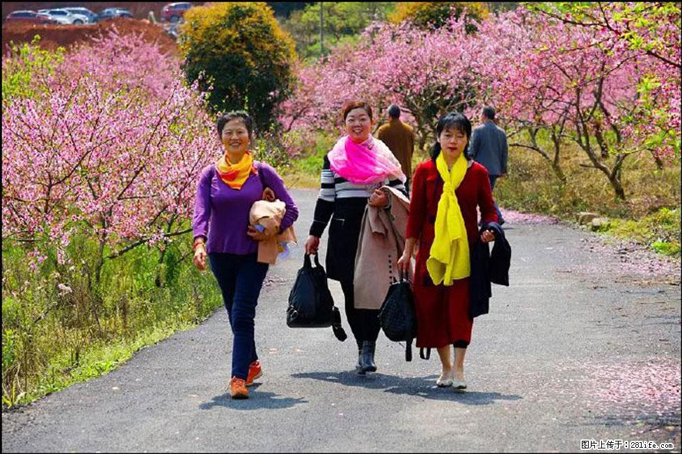 【春天，广西桂林灌阳县向您发出邀请！】官庄村有个醉美的桃花园 - 游山玩水 - 巴音郭楞生活社区 - 巴音郭楞28生活网 bygl.28life.net