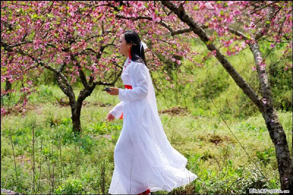 【春天，广西桂林灌阳县向您发出邀请！】官庄村有个醉美的桃花园 - 游山玩水 - 巴音郭楞生活社区 - 巴音郭楞28生活网 bygl.28life.net