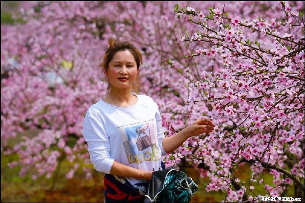 【春天，广西桂林灌阳县向您发出邀请！】官庄村有个醉美的桃花园 - 游山玩水 - 巴音郭楞生活社区 - 巴音郭楞28生活网 bygl.28life.net