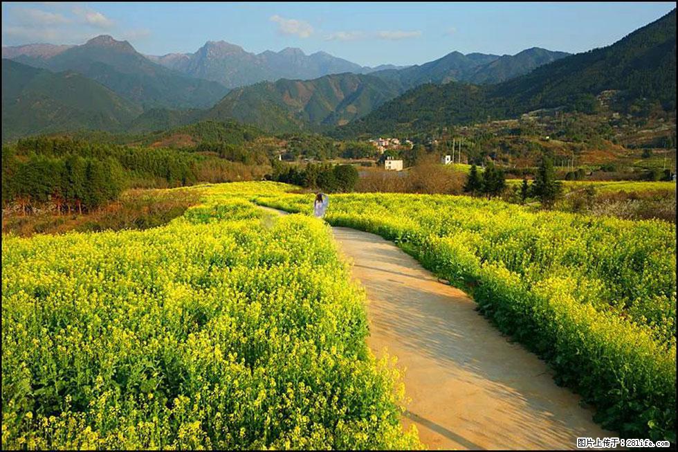 【春天，广西桂林灌阳县向您发出邀请！】长坪村油菜盛情花开 - 游山玩水 - 巴音郭楞生活社区 - 巴音郭楞28生活网 bygl.28life.net