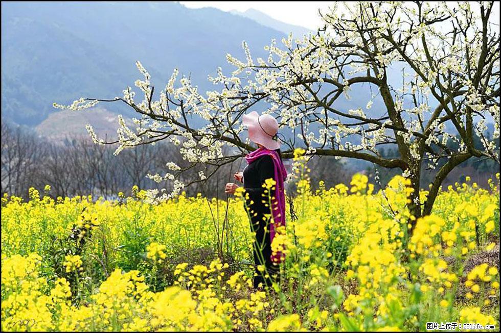 【春天，广西桂林灌阳县向您发出邀请！】长坪村油菜盛情花开 - 游山玩水 - 巴音郭楞生活社区 - 巴音郭楞28生活网 bygl.28life.net