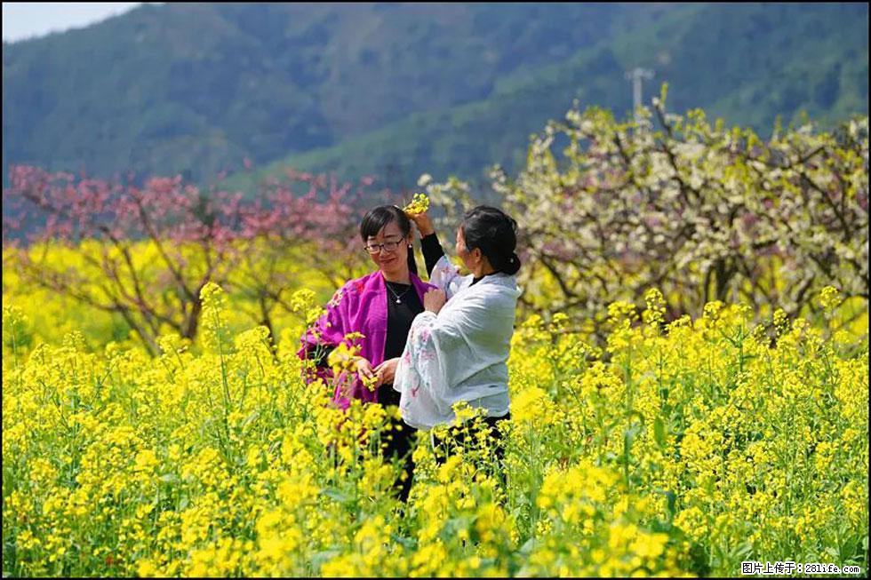 【春天，广西桂林灌阳县向您发出邀请！】长坪村油菜盛情花开 - 游山玩水 - 巴音郭楞生活社区 - 巴音郭楞28生活网 bygl.28life.net