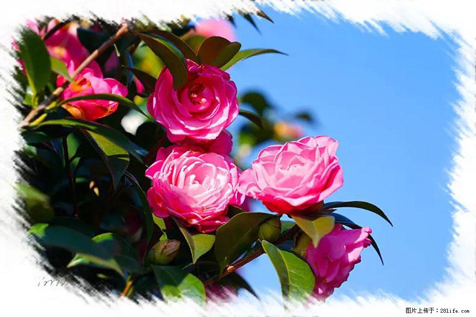 【春天，广西桂林灌阳县向您发出邀请！】杨柳井茶花惹人爱 - 游山玩水 - 巴音郭楞生活社区 - 巴音郭楞28生活网 bygl.28life.net