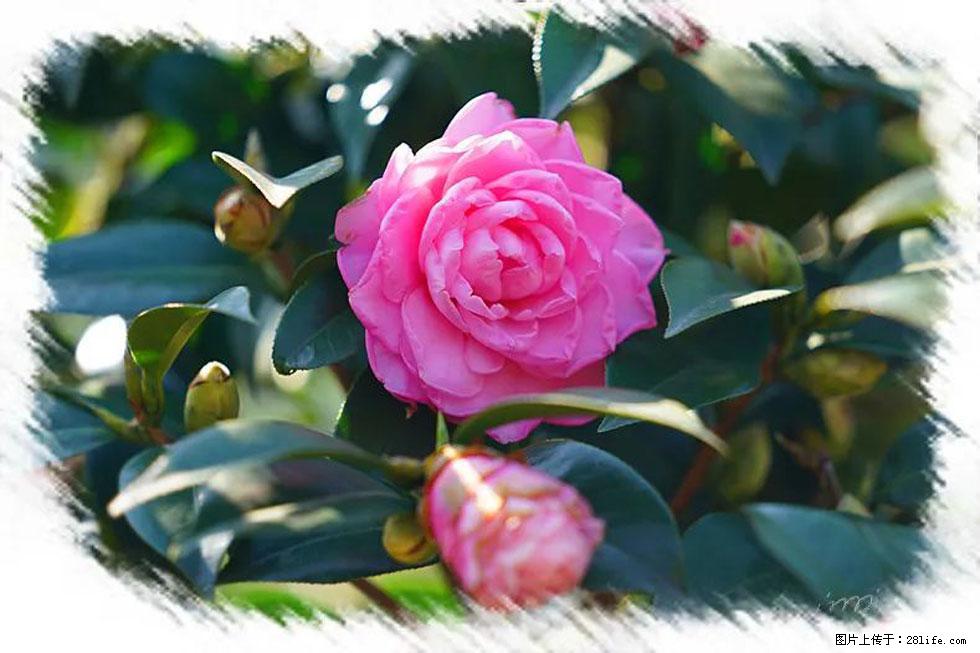【春天，广西桂林灌阳县向您发出邀请！】杨柳井茶花惹人爱 - 游山玩水 - 巴音郭楞生活社区 - 巴音郭楞28生活网 bygl.28life.net