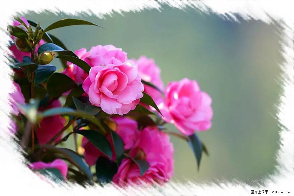 【春天，广西桂林灌阳县向您发出邀请！】杨柳井茶花惹人爱 - 游山玩水 - 巴音郭楞生活社区 - 巴音郭楞28生活网 bygl.28life.net