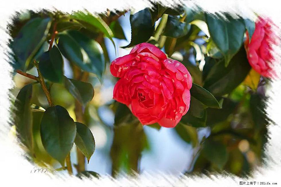 【春天，广西桂林灌阳县向您发出邀请！】杨柳井茶花惹人爱 - 游山玩水 - 巴音郭楞生活社区 - 巴音郭楞28生活网 bygl.28life.net