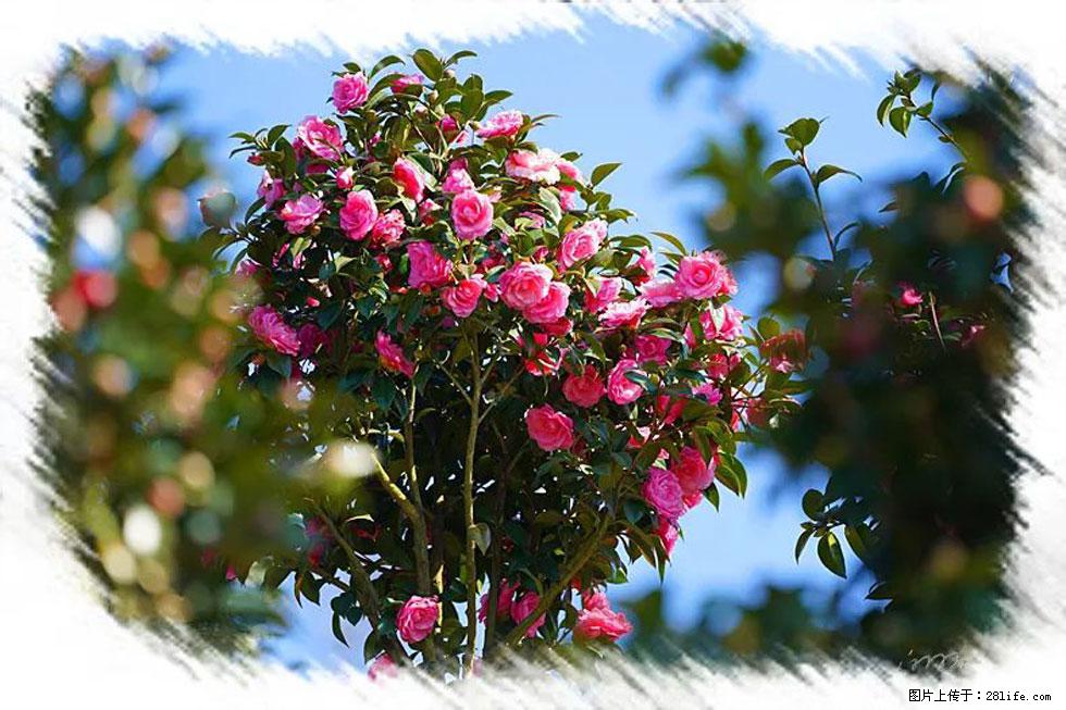【春天，广西桂林灌阳县向您发出邀请！】杨柳井茶花惹人爱 - 游山玩水 - 巴音郭楞生活社区 - 巴音郭楞28生活网 bygl.28life.net