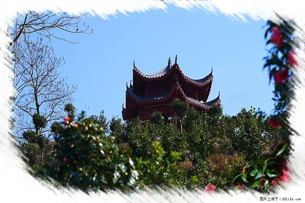 【春天，广西桂林灌阳县向您发出邀请！】杨柳井茶花惹人爱 - 游山玩水 - 巴音郭楞生活社区 - 巴音郭楞28生活网 bygl.28life.net
