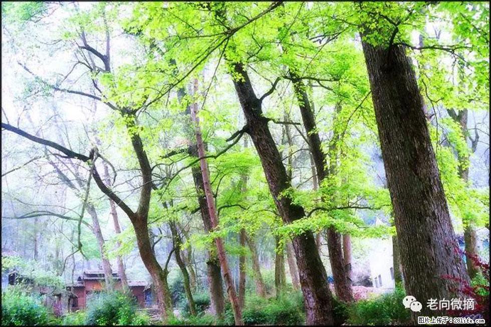 【春天，广西桂林灌阳县向您发出邀请！】在小龙村与春天约会 - 游山玩水 - 巴音郭楞生活社区 - 巴音郭楞28生活网 bygl.28life.net