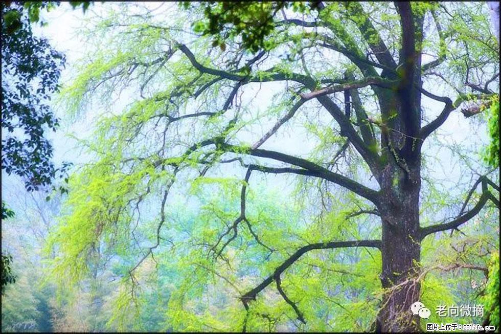 【春天，广西桂林灌阳县向您发出邀请！】在小龙村与春天约会 - 游山玩水 - 巴音郭楞生活社区 - 巴音郭楞28生活网 bygl.28life.net