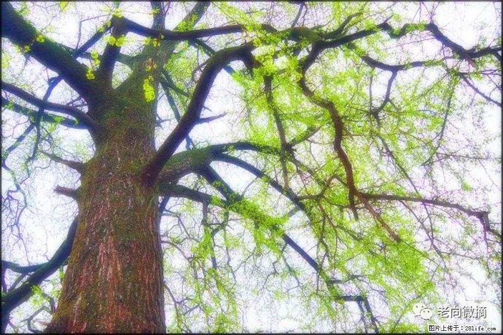 【春天，广西桂林灌阳县向您发出邀请！】在小龙村与春天约会 - 游山玩水 - 巴音郭楞生活社区 - 巴音郭楞28生活网 bygl.28life.net