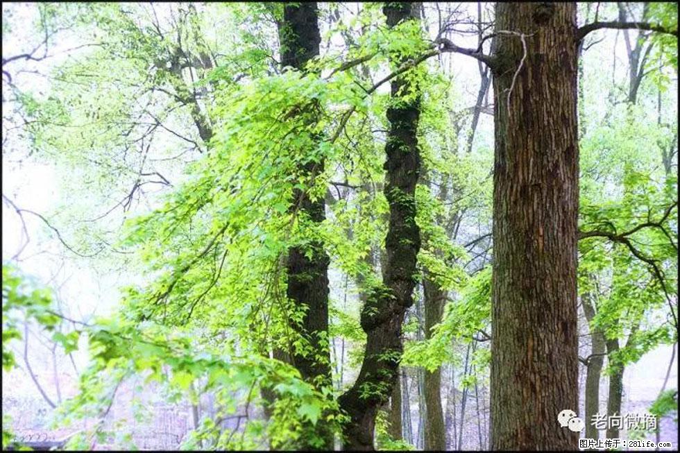 【春天，广西桂林灌阳县向您发出邀请！】在小龙村与春天约会 - 游山玩水 - 巴音郭楞生活社区 - 巴音郭楞28生活网 bygl.28life.net