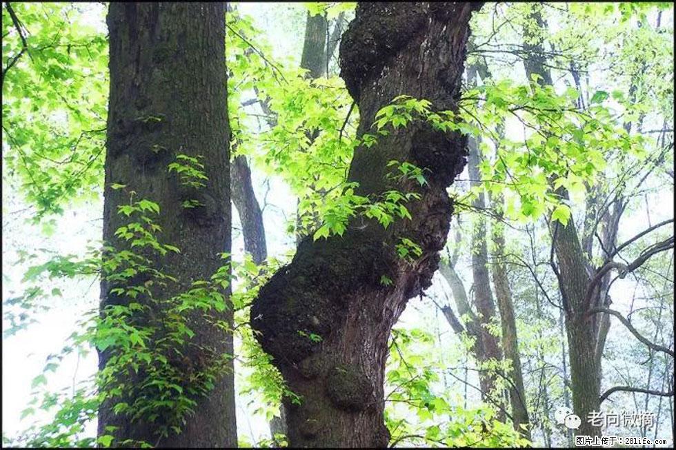 【春天，广西桂林灌阳县向您发出邀请！】在小龙村与春天约会 - 游山玩水 - 巴音郭楞生活社区 - 巴音郭楞28生活网 bygl.28life.net