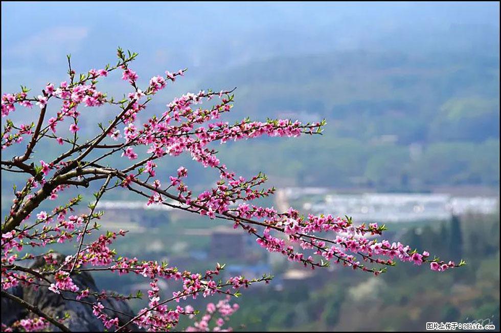 【春天，广西桂林灌阳县向您发出邀请！】望月岭上桃花开 - 游山玩水 - 巴音郭楞生活社区 - 巴音郭楞28生活网 bygl.28life.net
