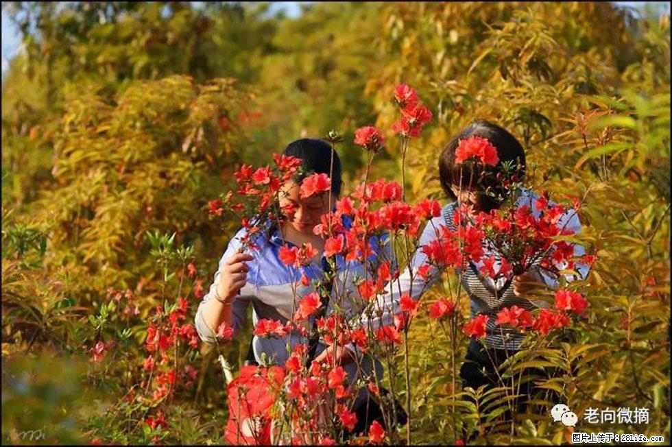【春天，广西桂林灌阳县向您发出邀请！】登麒麟山，相约映山红 - 游山玩水 - 巴音郭楞生活社区 - 巴音郭楞28生活网 bygl.28life.net