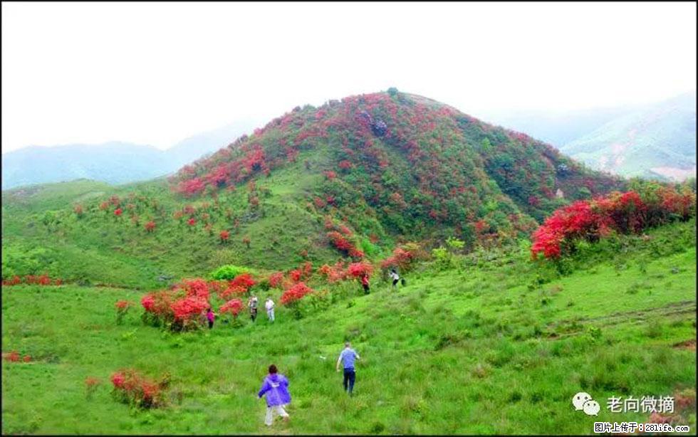 【春天，广西桂林灌阳县向您发出邀请！】宝盖山上映山红 - 游山玩水 - 巴音郭楞生活社区 - 巴音郭楞28生活网 bygl.28life.net