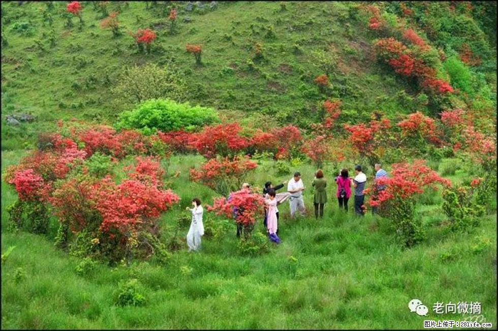 【春天，广西桂林灌阳县向您发出邀请！】宝盖山上映山红 - 游山玩水 - 巴音郭楞生活社区 - 巴音郭楞28生活网 bygl.28life.net