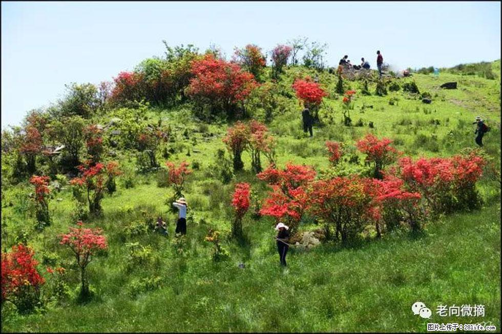 【春天，广西桂林灌阳县向您发出邀请！】宝盖山上映山红 - 游山玩水 - 巴音郭楞生活社区 - 巴音郭楞28生活网 bygl.28life.net
