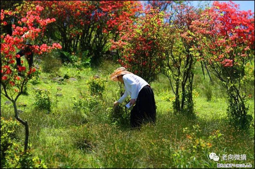 【春天，广西桂林灌阳县向您发出邀请！】宝盖山上映山红 - 游山玩水 - 巴音郭楞生活社区 - 巴音郭楞28生活网 bygl.28life.net