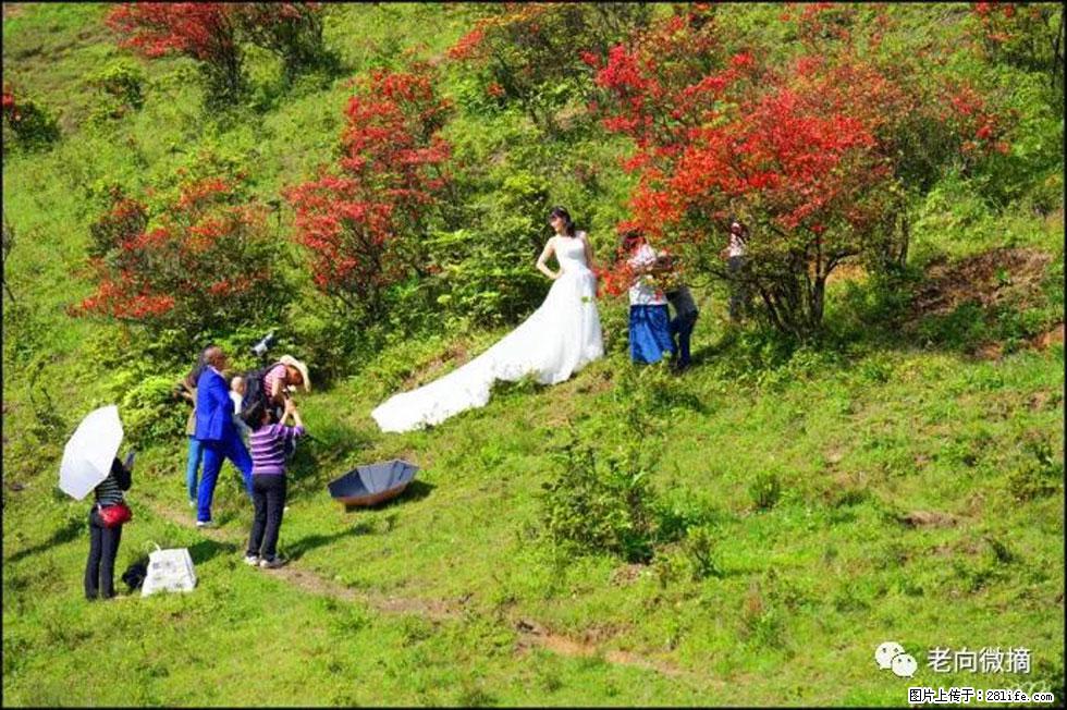 【春天，广西桂林灌阳县向您发出邀请！】宝盖山上映山红 - 游山玩水 - 巴音郭楞生活社区 - 巴音郭楞28生活网 bygl.28life.net