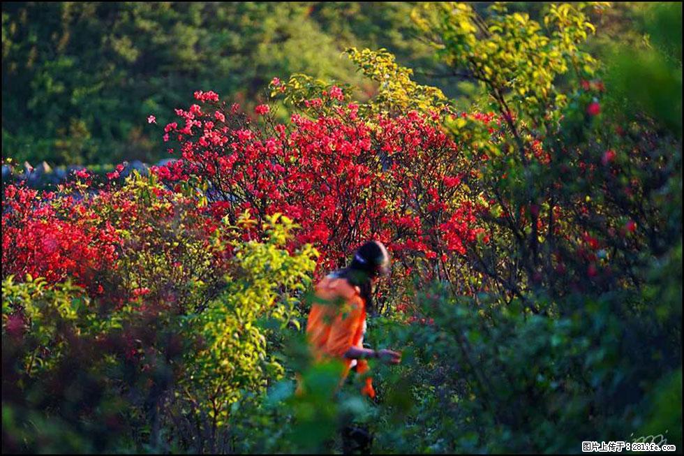 【春天，广西桂林灌阳县向您发出邀请！】春木界上映山红 - 游山玩水 - 巴音郭楞生活社区 - 巴音郭楞28生活网 bygl.28life.net