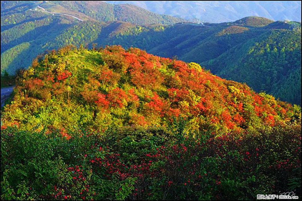 【春天，广西桂林灌阳县向您发出邀请！】春木界上映山红 - 游山玩水 - 巴音郭楞生活社区 - 巴音郭楞28生活网 bygl.28life.net