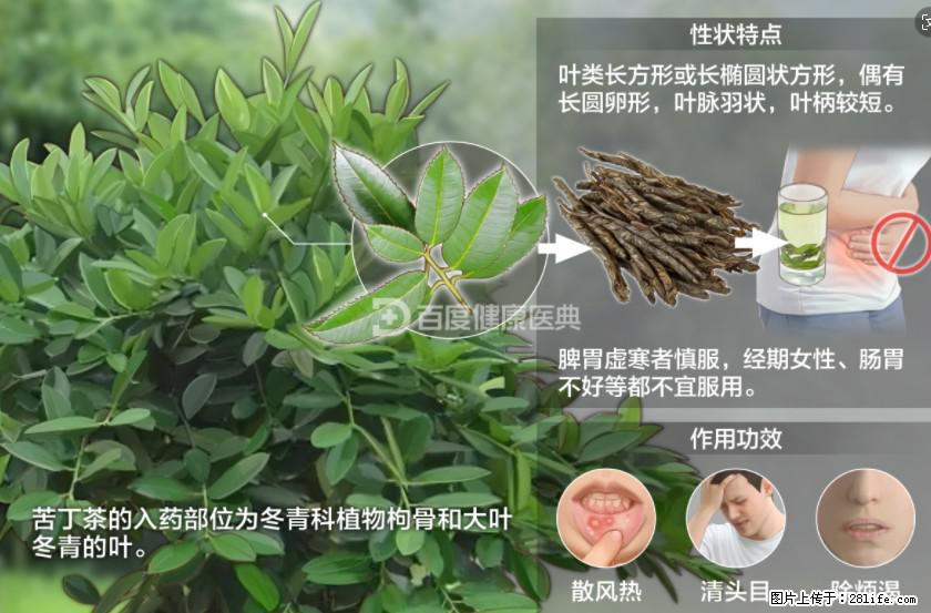 苦丁茶有哪些功效和作用 - 生活百科 - 巴音郭楞生活社区 - 巴音郭楞28生活网 bygl.28life.net