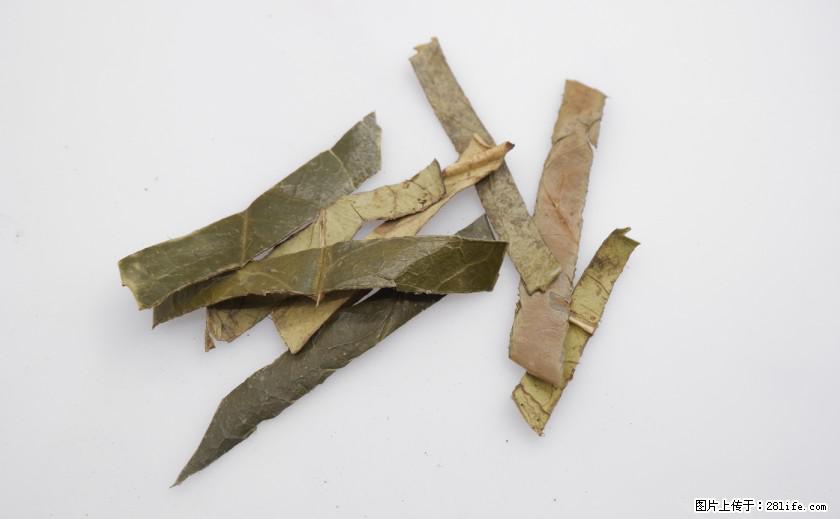 苦丁茶有哪些功效和作用 - 生活百科 - 巴音郭楞生活社区 - 巴音郭楞28生活网 bygl.28life.net