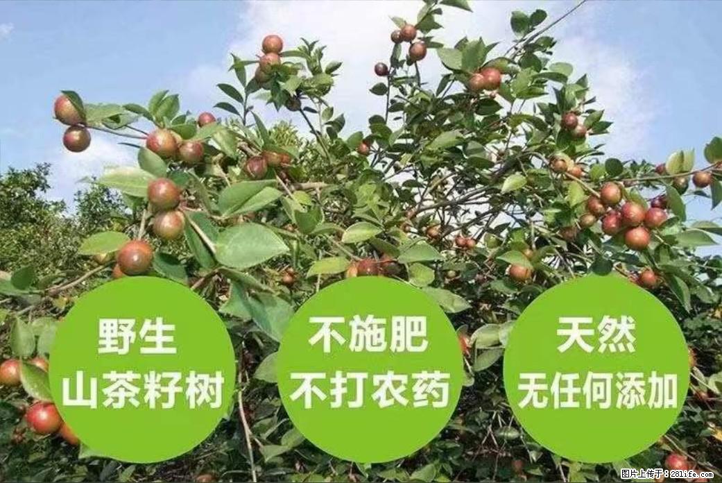 【灌阳县油茶产业示范区】一个有着充实的精神生活的人,对待身外之物自会有一种淡泊的态度 - 土特产 - 饮食特产 - 巴音郭楞分类信息 - 巴音郭楞28生活网 bygl.28life.net