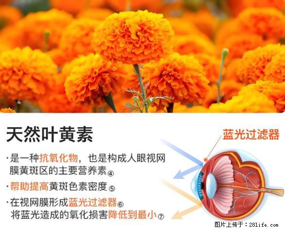 叶黄素有什么功效和作用 - 生活百科 - 巴音郭楞生活社区 - 巴音郭楞28生活网 bygl.28life.net