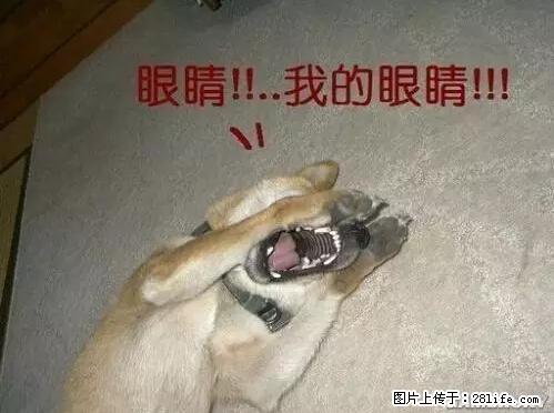 笑癫了！一女的怀孕三年未生，他终于忍不住了... - 娱乐八卦 - 巴音郭楞生活社区 - 巴音郭楞28生活网 bygl.28life.net