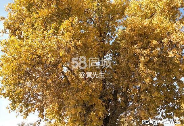 五星花园 2室2厅1卫 - 房屋出租 - 房屋租售 - 巴音郭楞分类信息 - 巴音郭楞28生活网 bygl.28life.net