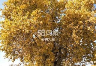 五星花园 2室2厅1卫 - 巴音郭楞28生活网 bygl.28life.net