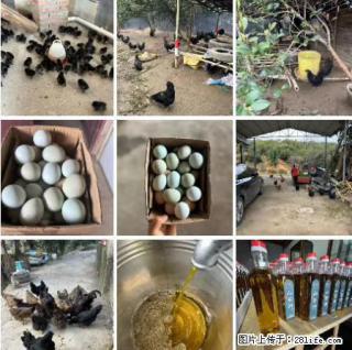 油茶园从小鸡仔开始养起的纯土鸡、土鸡蛋可以预定啦！还有前几天刚榨的纯山茶油哦 - 巴音郭楞28生活网 bygl.28life.net
