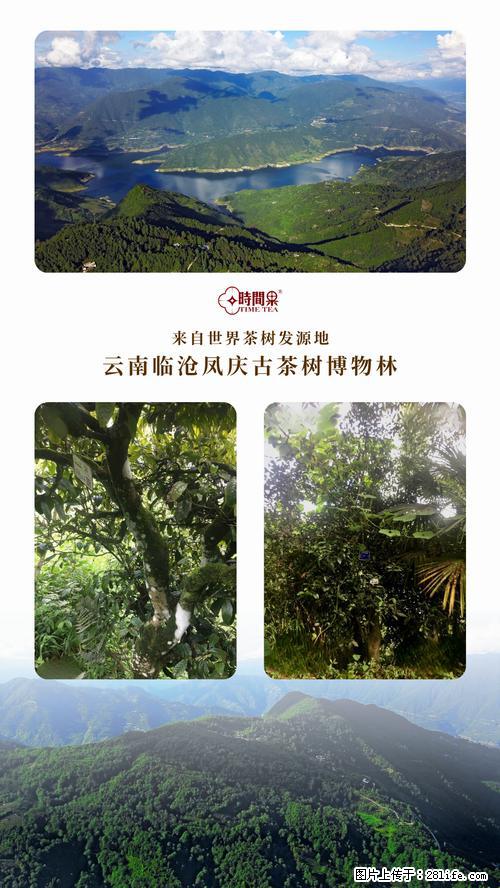 时间果百年古树2025年春红茶 - 购物交流 - 巴音郭楞生活社区 - 巴音郭楞28生活网 bygl.28life.net