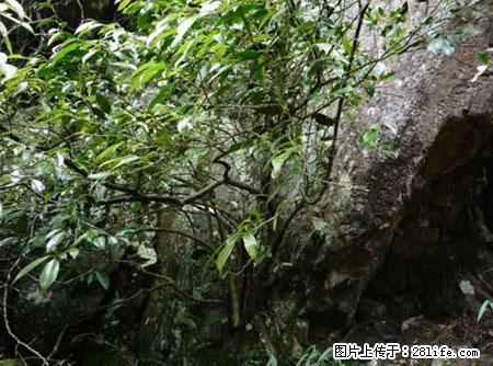 平乐石崖茶，珍贵仅次于金花茶 - 巴音郭楞生活资讯 - 巴音郭楞28生活网 bygl.28life.net