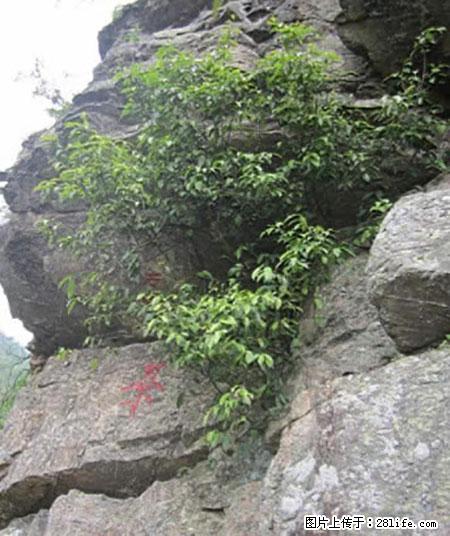 平乐石崖茶，珍贵仅次于金花茶 - 巴音郭楞生活资讯 - 巴音郭楞28生活网 bygl.28life.net