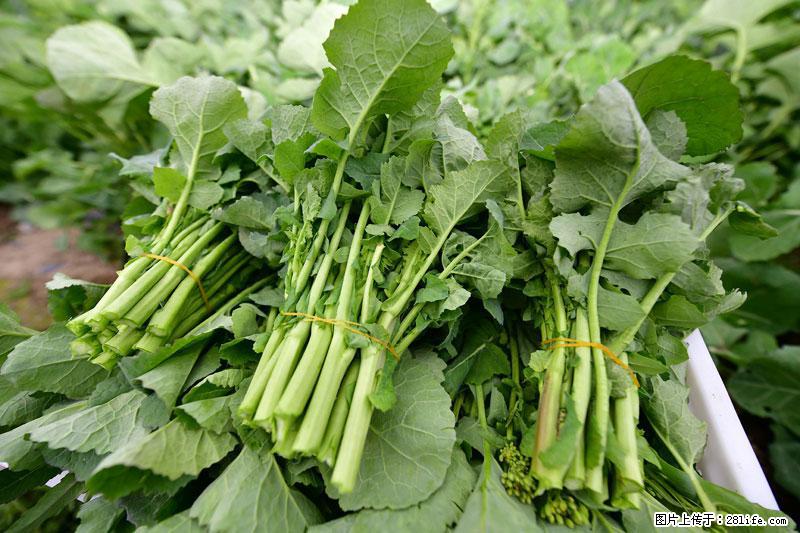 这些蔬菜是“天然钙片”，这6种被医生重点推荐 - 巴音郭楞生活资讯 - 巴音郭楞28生活网 bygl.28life.net